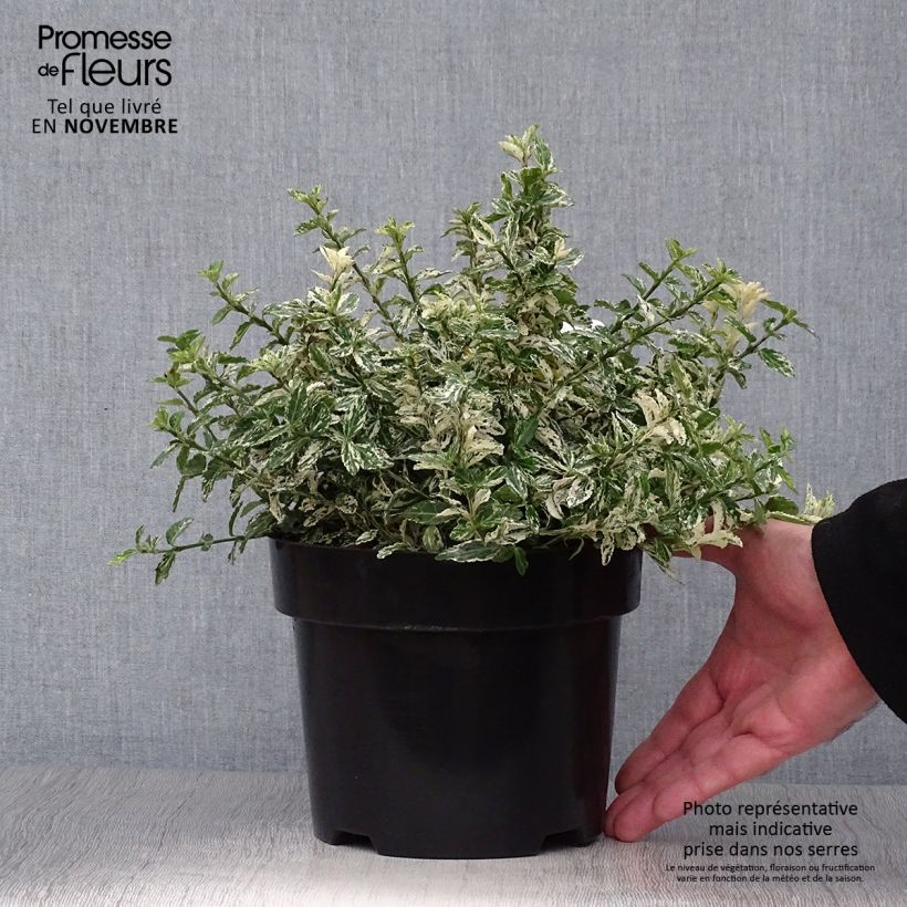 Spécimen de Euonymus fortunei Harlequin - Fusain persistant panaché tel que livré en automne
