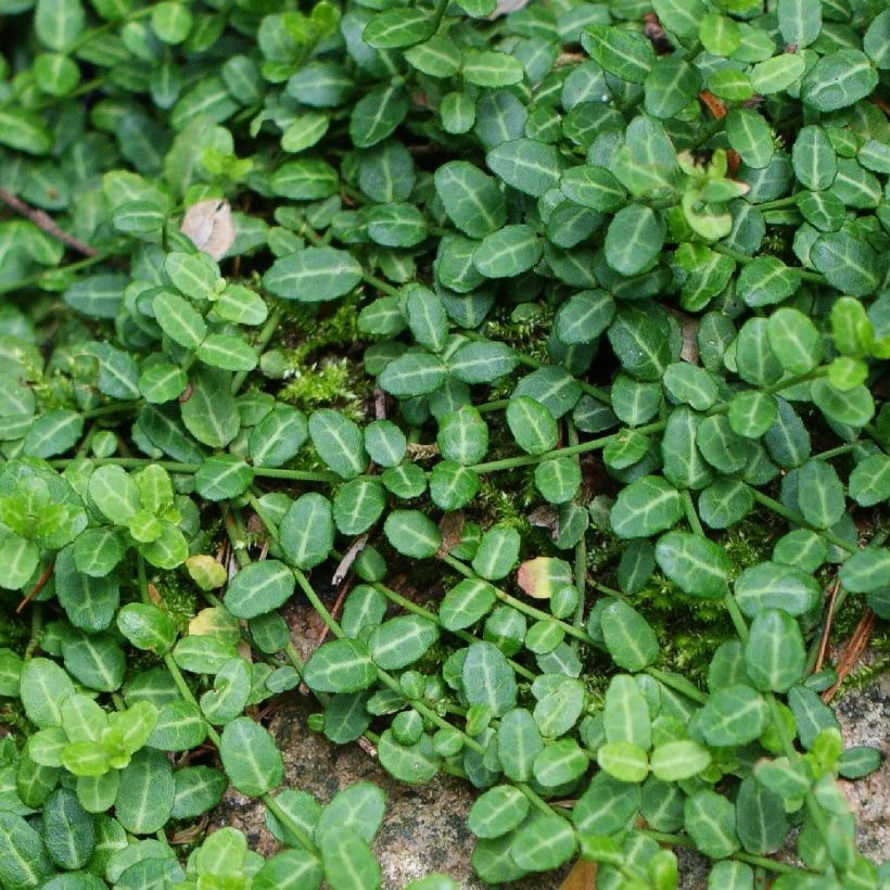 Euonymus fortunei Minimus - Fusain persistant (Feuillage)