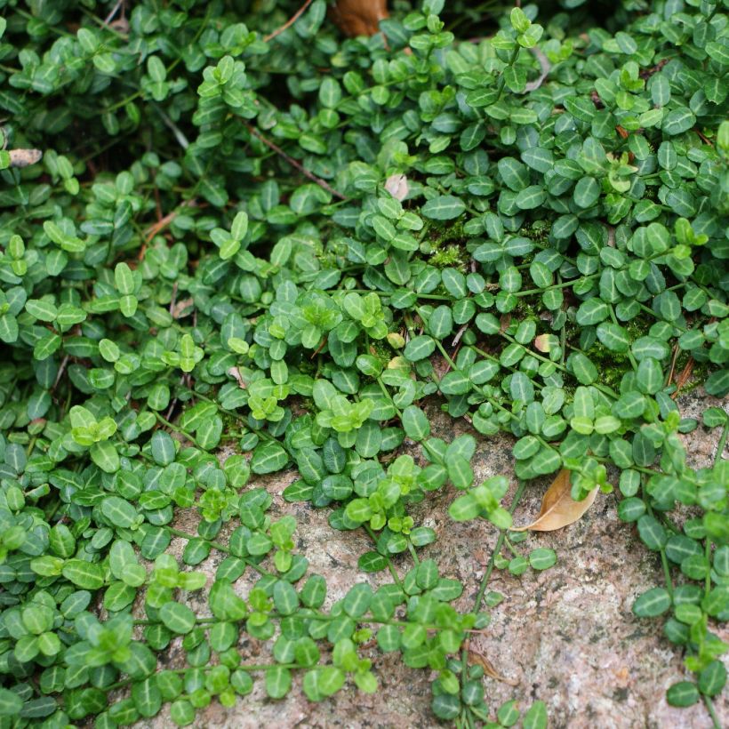 Euonymus fortunei Minimus - Fusain persistant (Port)