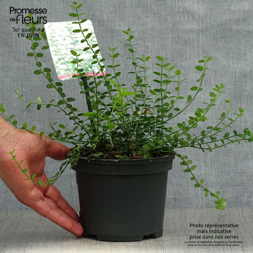 Spécimen de Euonymus fortunei Minimus - Fusain persistant Pot de 2L/3L tel que livré en été