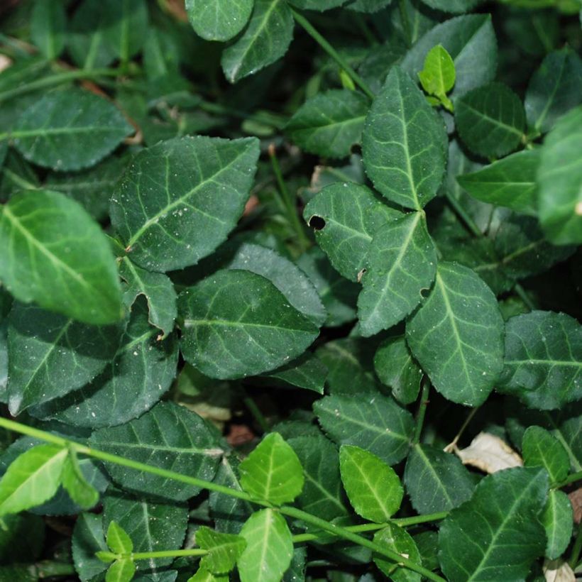 Euonymus fortunei Radicans - Fusain rampant (Feuillage)