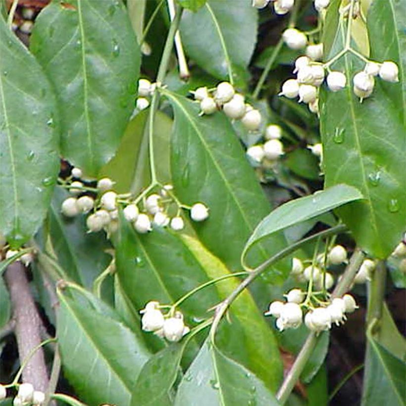 Euonymus fortunei Radicans - Fusain rampant (Floraison)