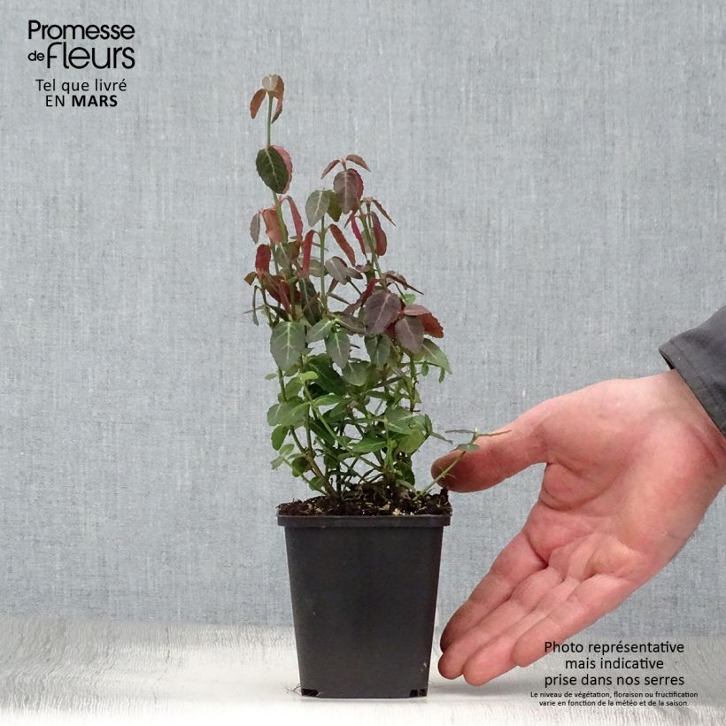 Spécimen de Euonymus fortunei Radicans - Fusain rampant en godet de 9cm tel que livré au printemps