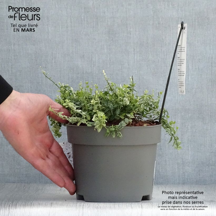 Spécimen de Euonymus fortunei Silverstone - Fusain persistant Pot de 2L/3L tel que livré au printemps