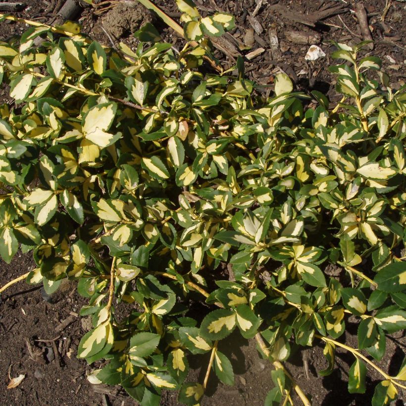 Euonymus fortunei  Sunspot - Fusain persistant (Port)