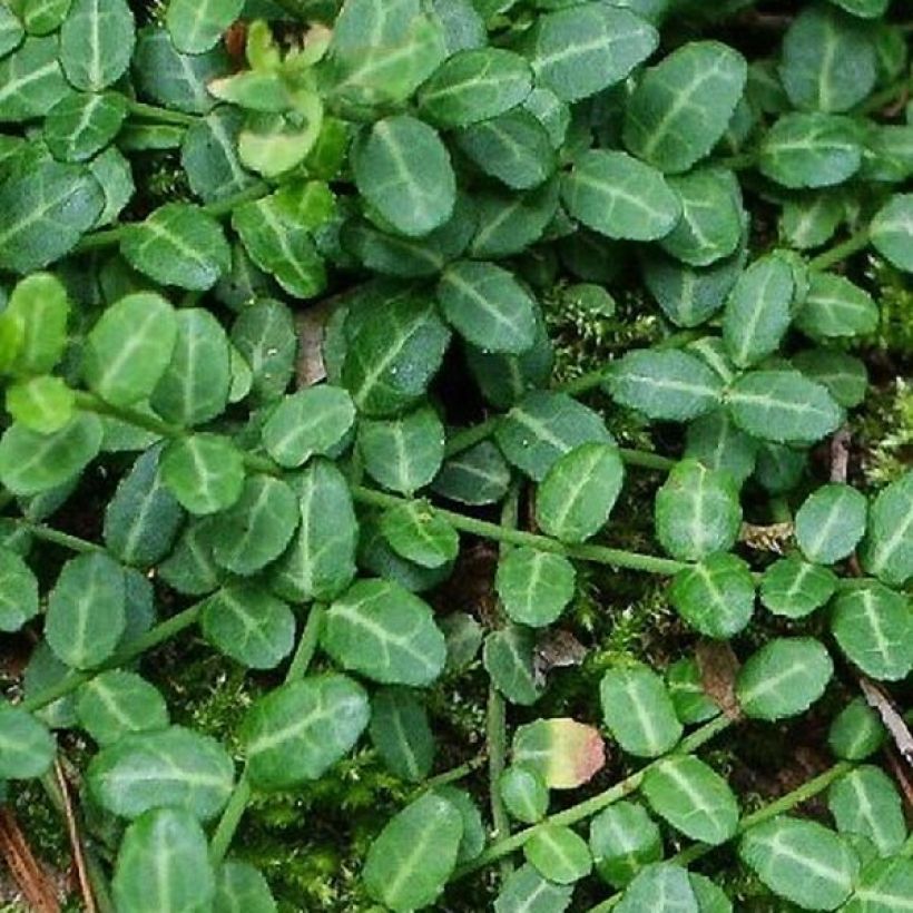 Euonymus fortunei Tustin - Fusain nain persistant. (Feuillage)