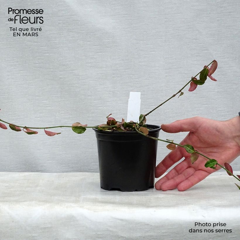 Spécimen de Euonymus fortunei Tustin - Fusain nain persistant. Pot de 1L/1.5L tel que livré au printemps