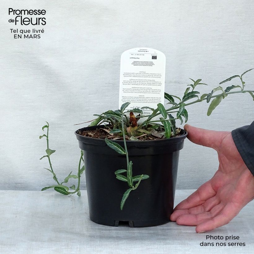 Spécimen de Euonymus fortunei Wolong Ghost - Fusain rampant Pot de 2L/3L tel que livré au printemps