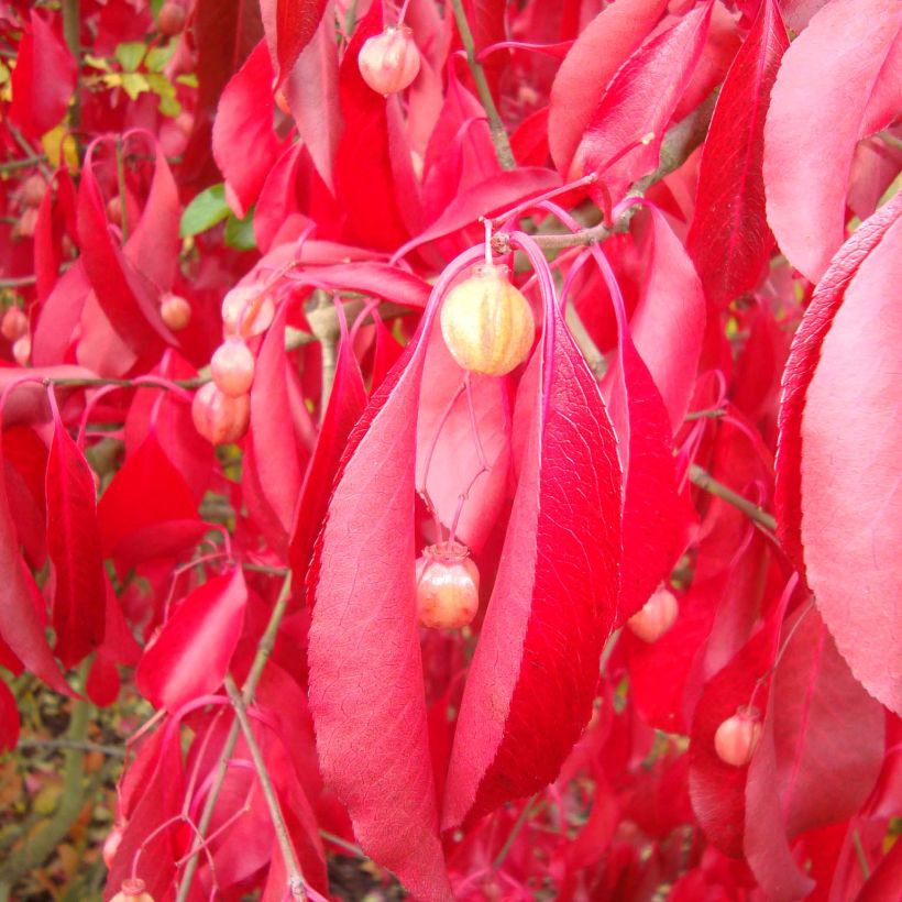 Euonymus grandiflorus Red Wine - fusain (Feuillage)