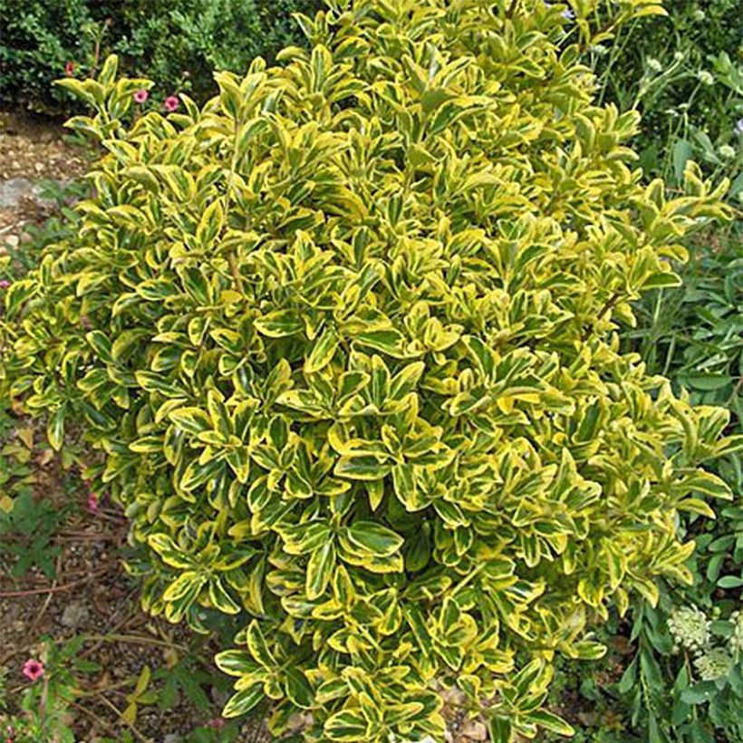 Euonymus japonicus Aureomarginatus - Fusain du Japon (Feuillage)