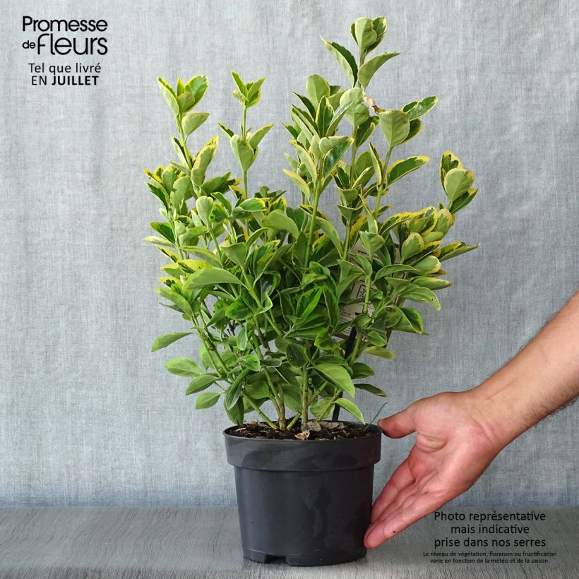 Spécimen de Euonymus japonicus Aureomarginatus - Fusain du Japon Pot de 2L/3L tel que livré en été