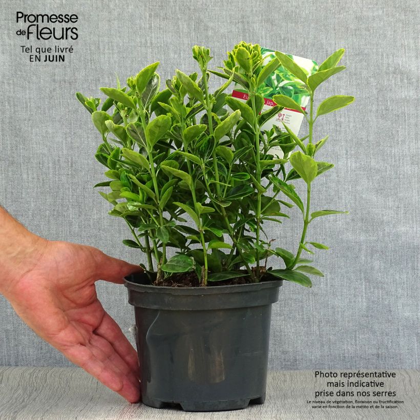 Spécimen de Euonymus japonicus Aureus - Fusain du Japon Pot de 2L/3L tel que livré en été