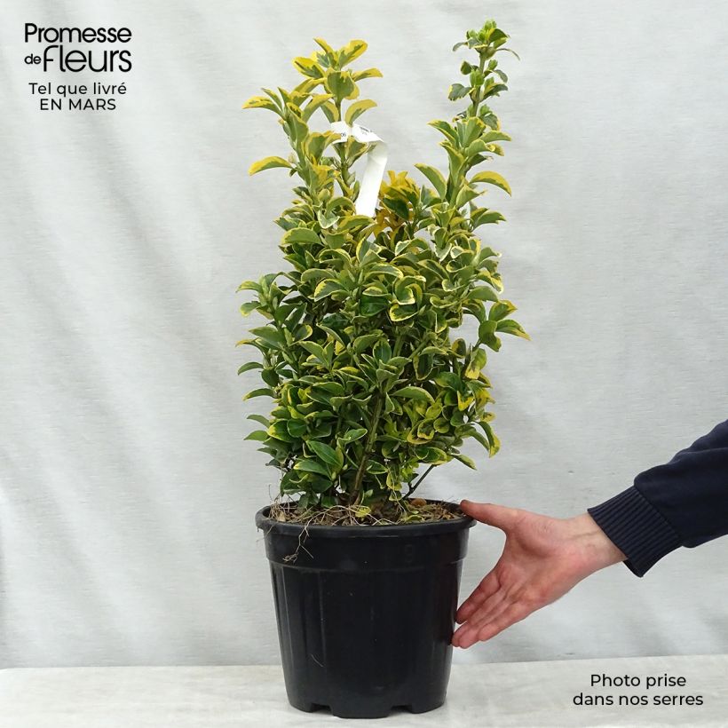 Spécimen de Euonymus japonicus Aureus - Fusain du Japon Pot de 7,5L/10LHauteur livrée env. 50/60cm tel que livré au printemps