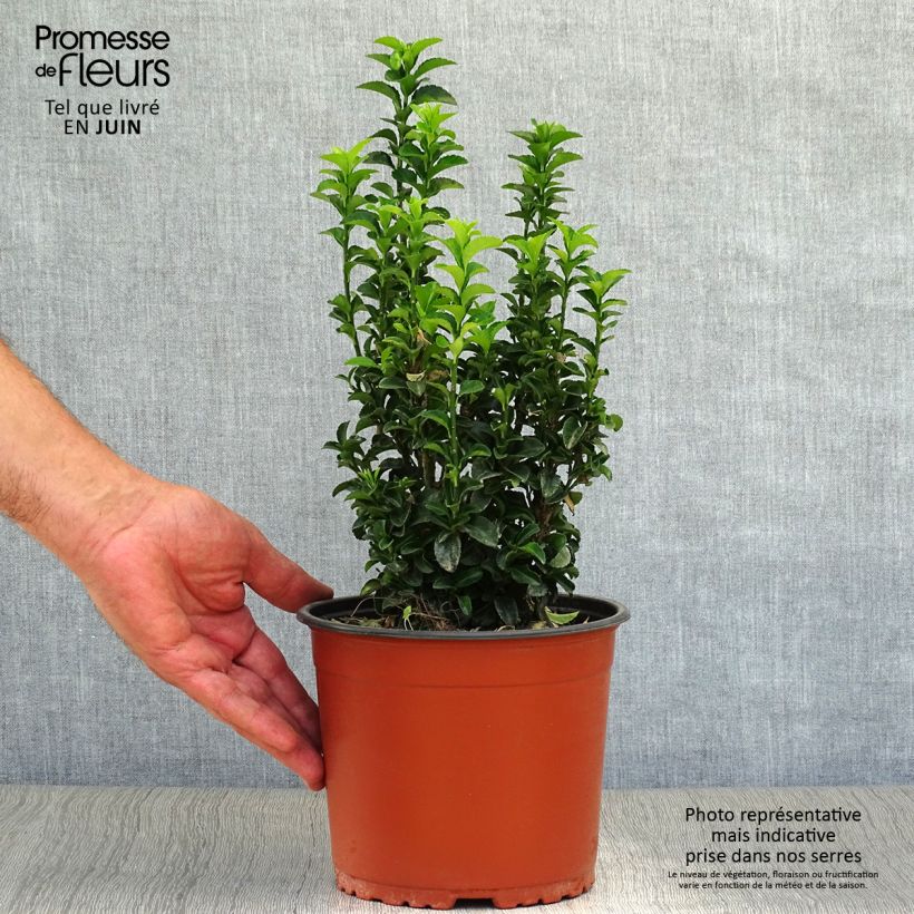Spécimen de Euonymus japonicus Benkomasaki (Erecta) Pot de 2L/3L tel que livré en été