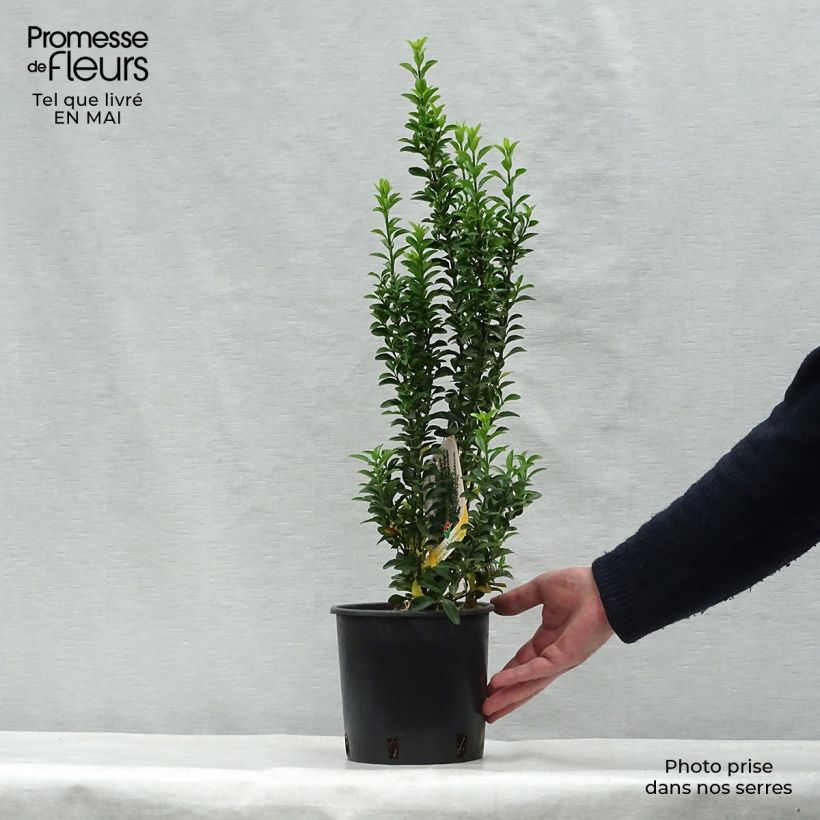 Spécimen de Euonymus japonicus Benkomasaki (Erecta) 20/25cm en pot 3L tel que livré au printemps