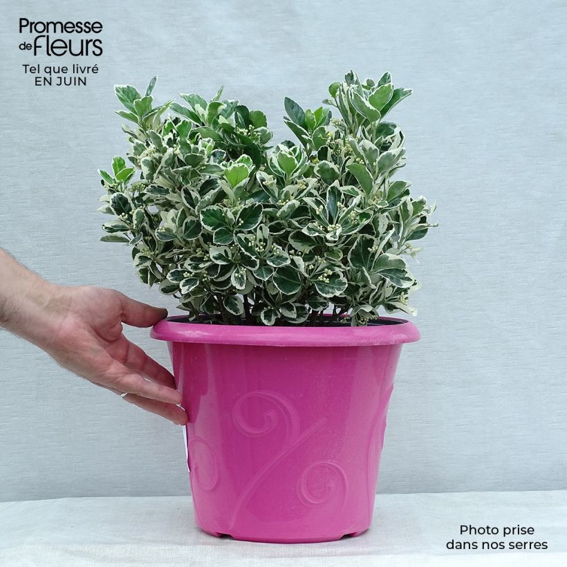 Spécimen de Euonymus japonicus Bravo - Fusain du Japon Pot de 7,5L/10L tel que livré en été