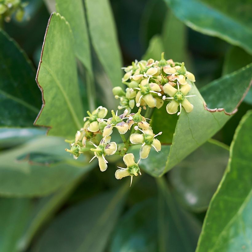 Euonymus japonicus - Fusain du Japon (Floraison)