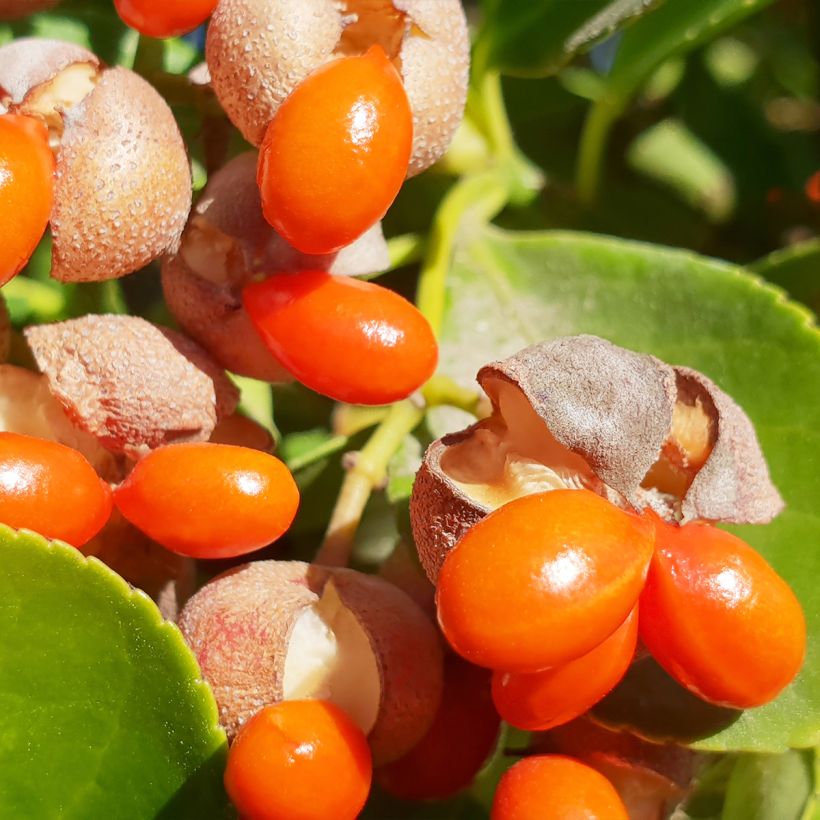 Euonymus japonicus - Fusain du Japon (Récolte)