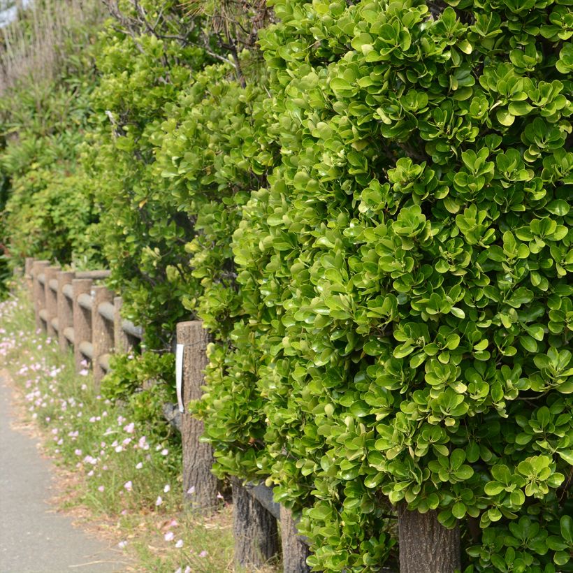 Euonymus japonicus - Fusain du Japon (Port)