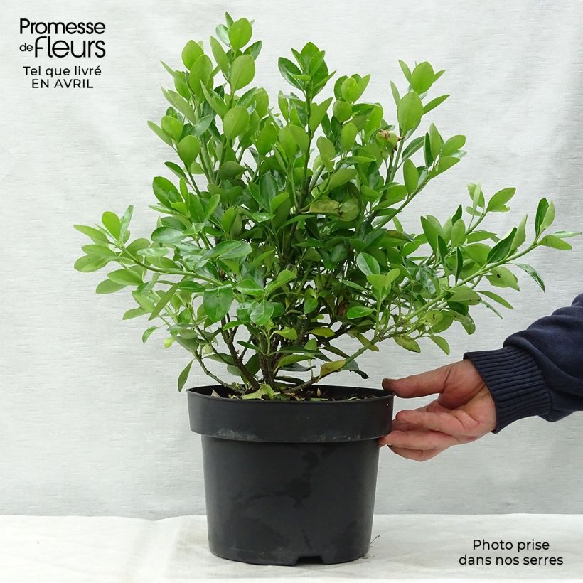 Spécimen de Euonymus japonicus - Fusain du Japon en pot de 2L/3L tel que livré au printemps