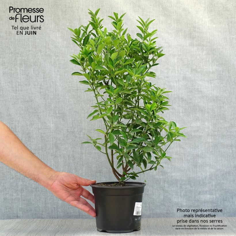 Spécimen de Euonymus japonicus - Fusain du Japon Pot de 2L/3L tel que livré en été
