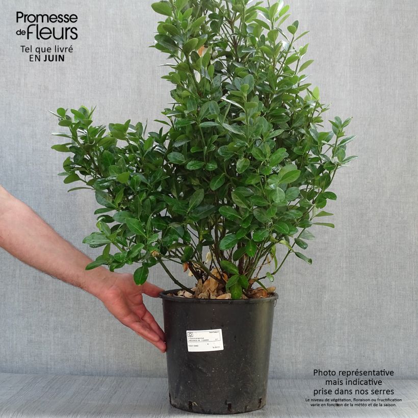 Spécimen de Euonymus japonicus - Fusain du Japon Pot de 7,5L/10L tel que livré en été