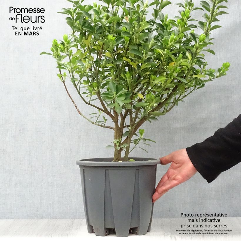 Spécimen de Euonymus japonicus - Fusain du Japon en pot de 7.5L/10L tel que livré au printemps