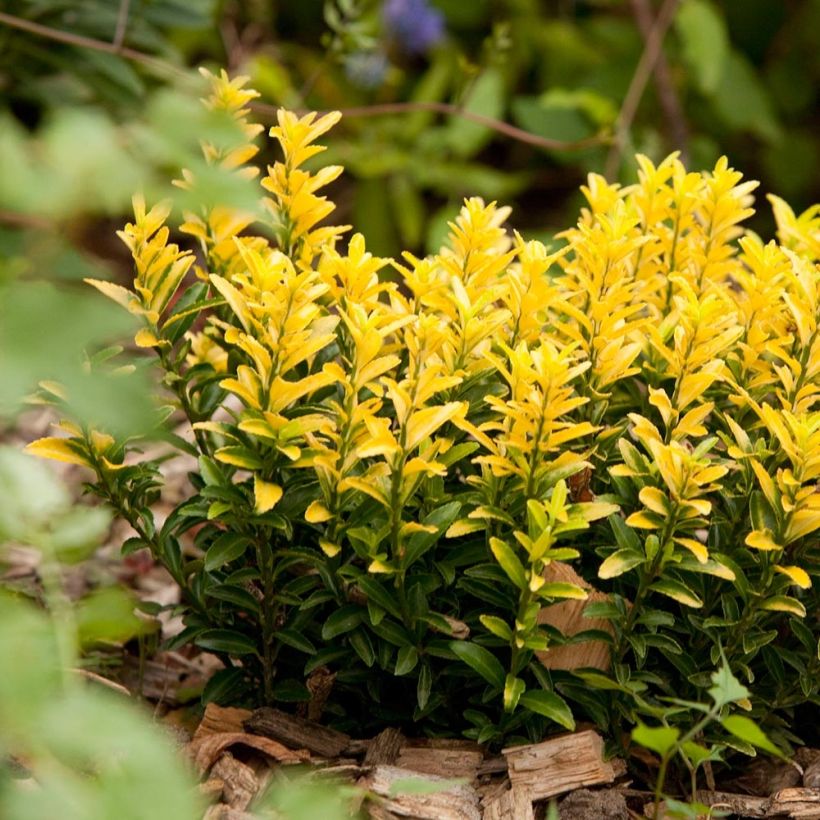 Euonymus japonicus Happiness - Fusain du Japon (Port)