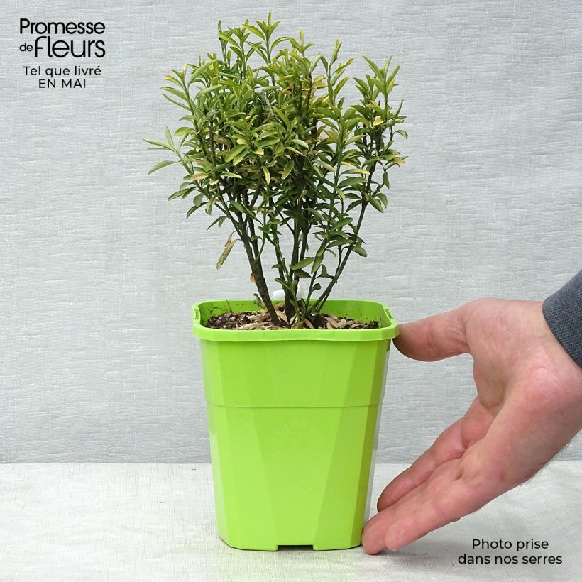 Spécimen de Euonymus japonicus Happiness - Fusain du Japon en pot de 1/1,5L tel que livré au printemps