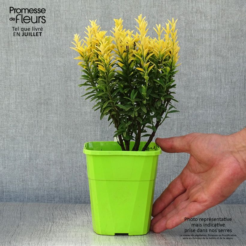 Spécimen de Euonymus japonicus Happiness - Fusain du Japon Pot de 1L/1,5L tel que livré en été