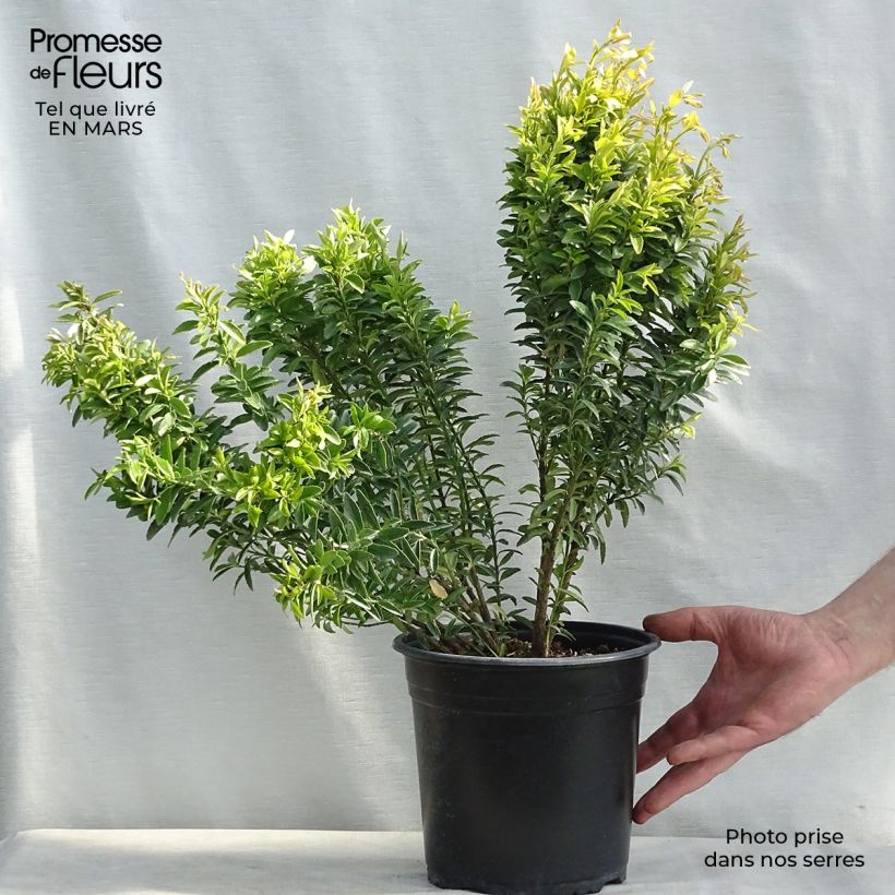 Spécimen de Euonymus japonicus Happiness - Fusain du Japon nain en pot de 4L/5L tel que livré au printemps