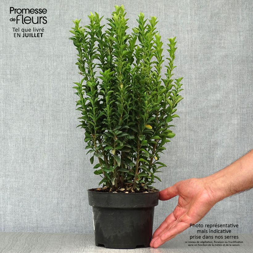Spécimen de Euonymus japonicus Jean Hugues - Fusain du Japon   Pot de 2L/3L tel que livré en été