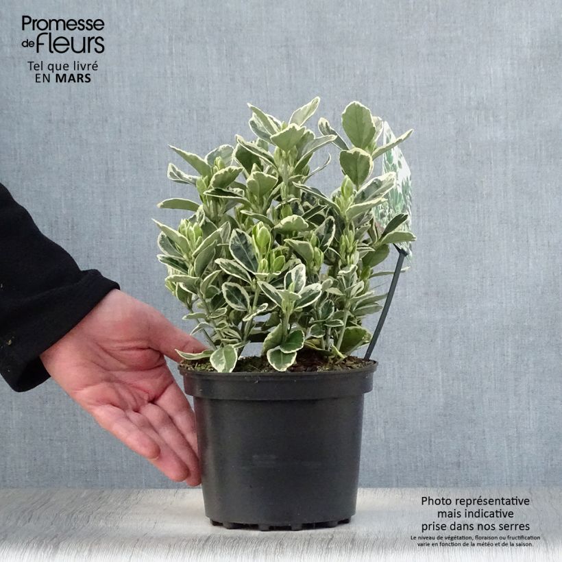 Spécimen de Euonymus japonicus Kathy - Fusain du Japon en pot de 2L/3L tel que livré au printemps