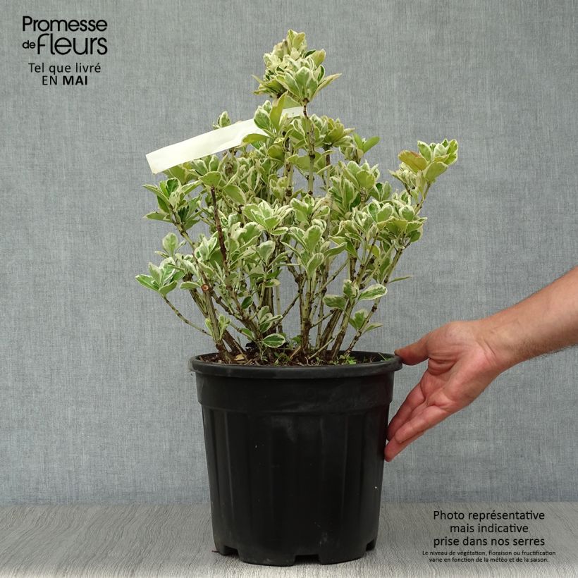 Spécimen de Euonymus japonicus Kathy - Fusain du Japon en pot de 7,5L/10L tel que livré au printemps