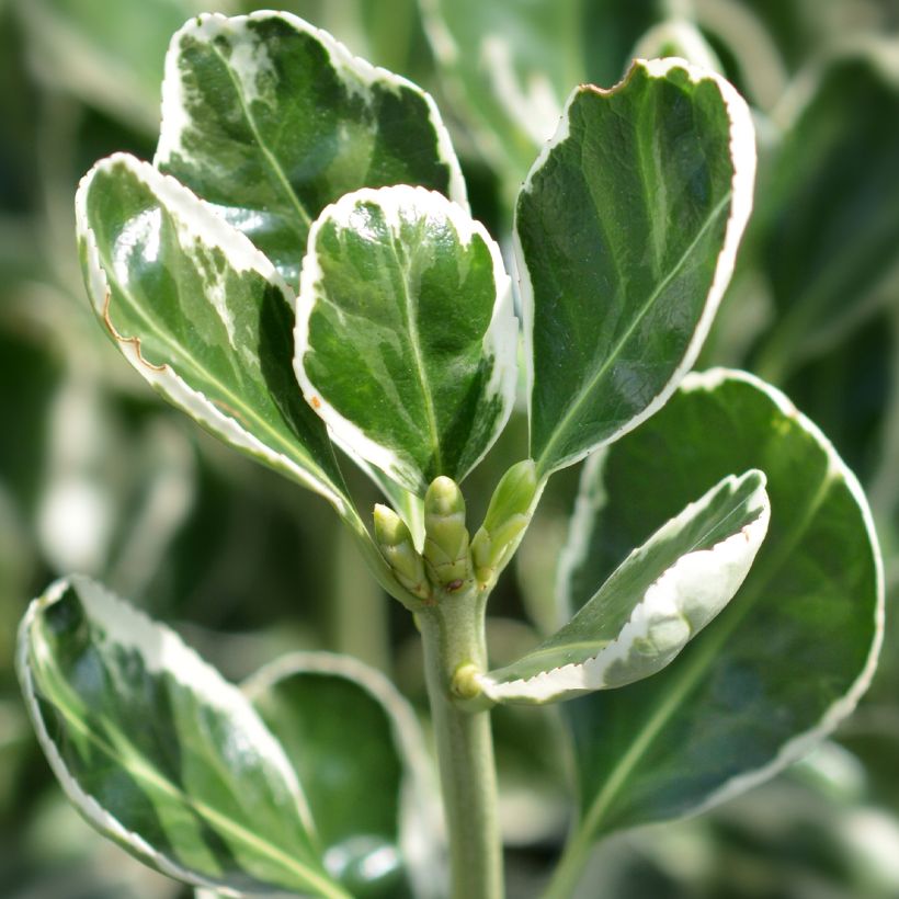 Euonymus japonicus Louisette - Fusain du Japon (Feuillage)