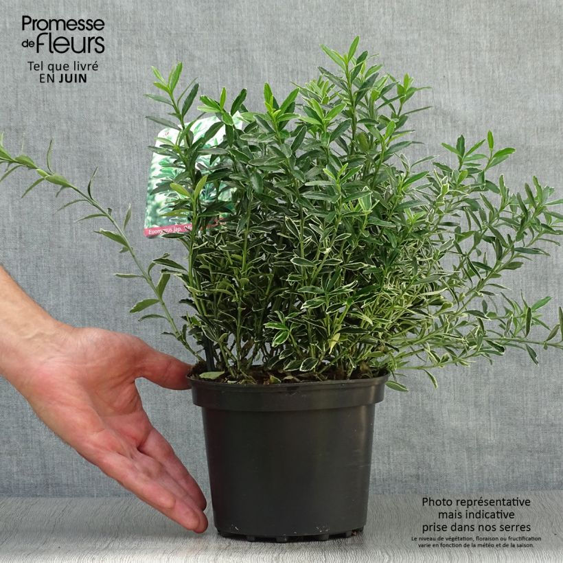 Spécimen de Euonymus japonicus Microphyllus Albovariegatus - Fusain du Japon Pot de 2L/3L tel que livré en été