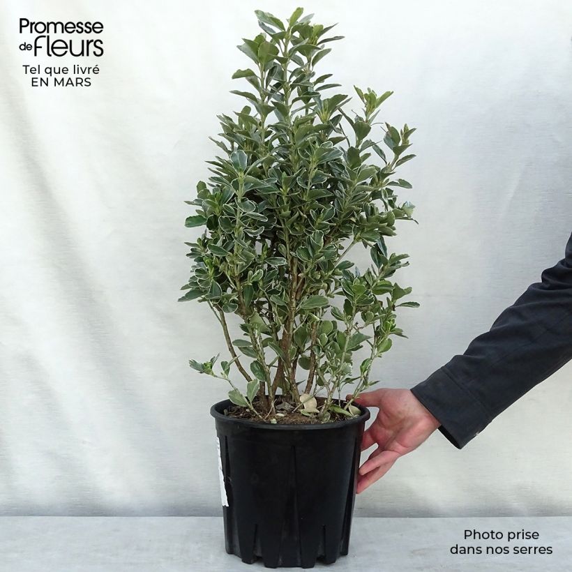 Spécimen de Euonymus japonicus Microphyllus Albovariegatus - Fusain du Japon Pot de 7,5L/10LHauteur livrée env. 35+/-cm tel que livré au printemps