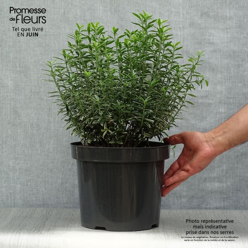 Spécimen de Euonymus japonicus Microphyllus Albovariegatus - Fusain du Japon Pot de 7,5L/10L tel que livré en été