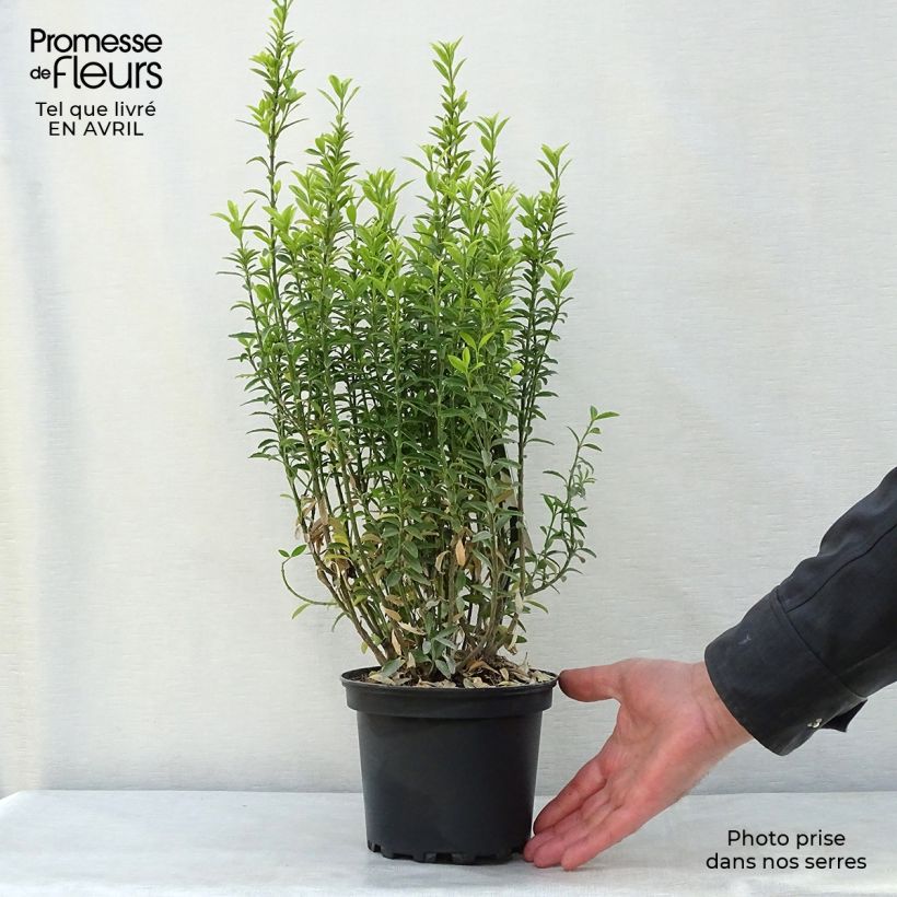Spécimen de Euonymus japonicus Microphyllus Aureovariegatus - Fusain Pot de 2L/3L tel que livré au printemps