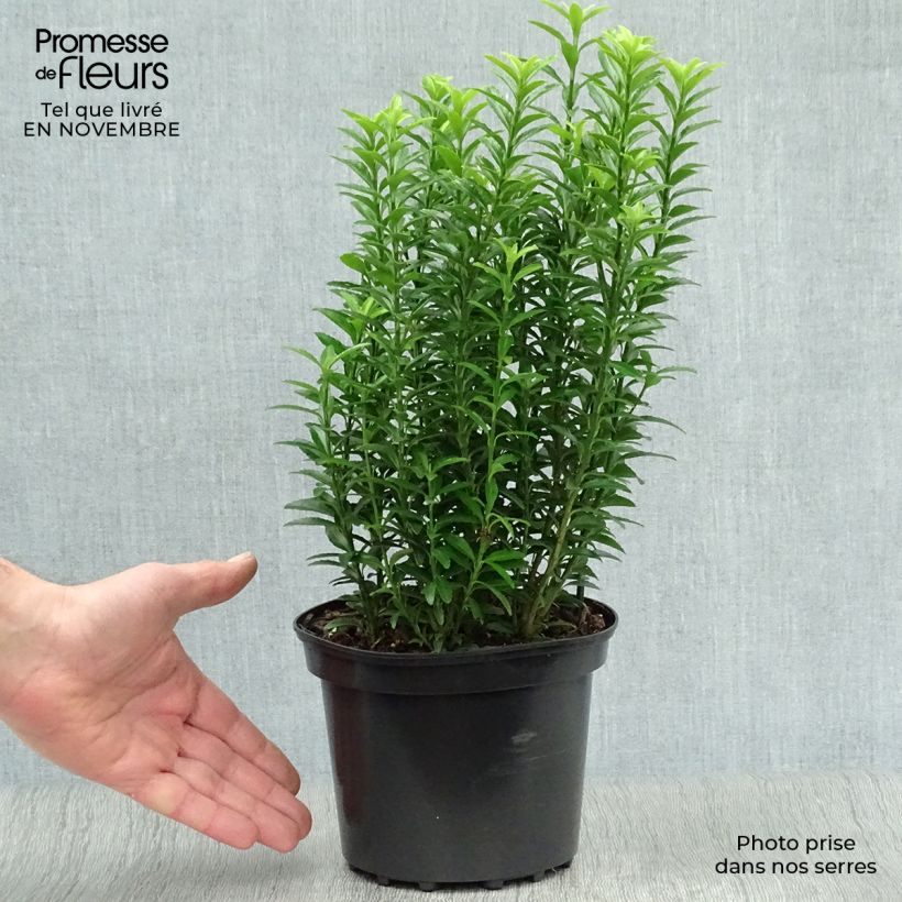 Spécimen de Euonymus japonicus Microphyllus Aureovariegatus - Fusain tel que livré en automne