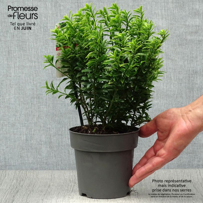 Spécimen de Euonymus japonicus Microphyllus Aureovariegatus - Fusain Pot de 2L/3L tel que livré en été