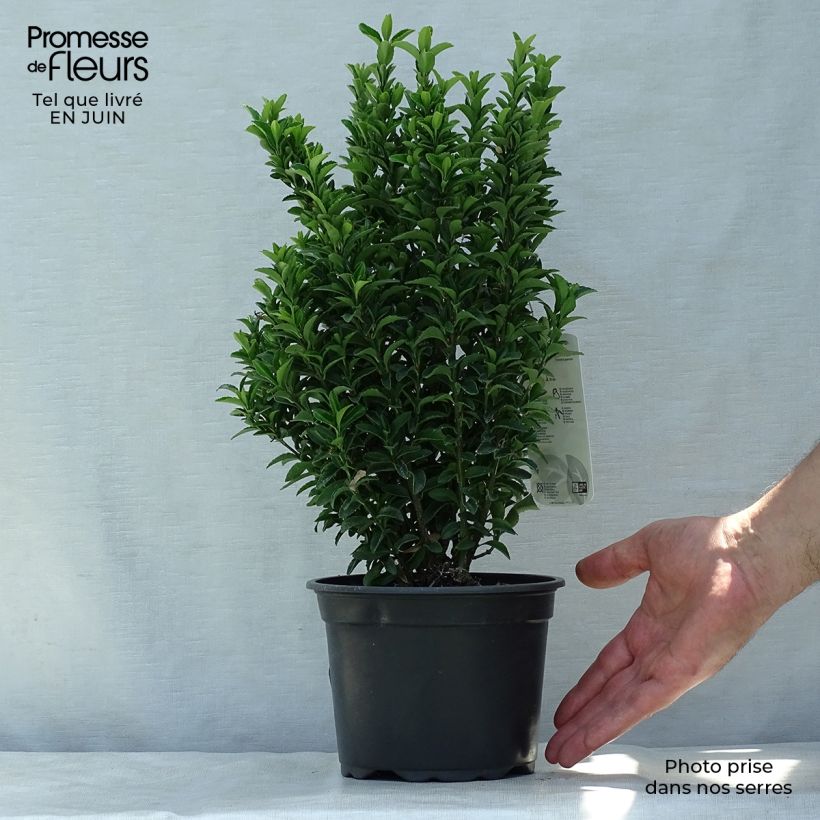 Spécimen de Euonymus japonicus Microphyllus  - Fusain du Japon Pot de 2L/3L tel que livré en été