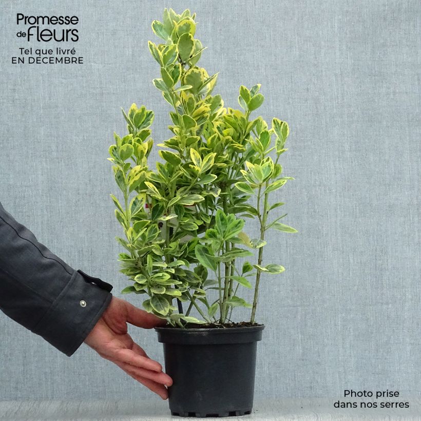 Spécimen de Euonymus japonicus Ovatus Aureus (Marieke) - Fusain du Japon tel que livré en hiver