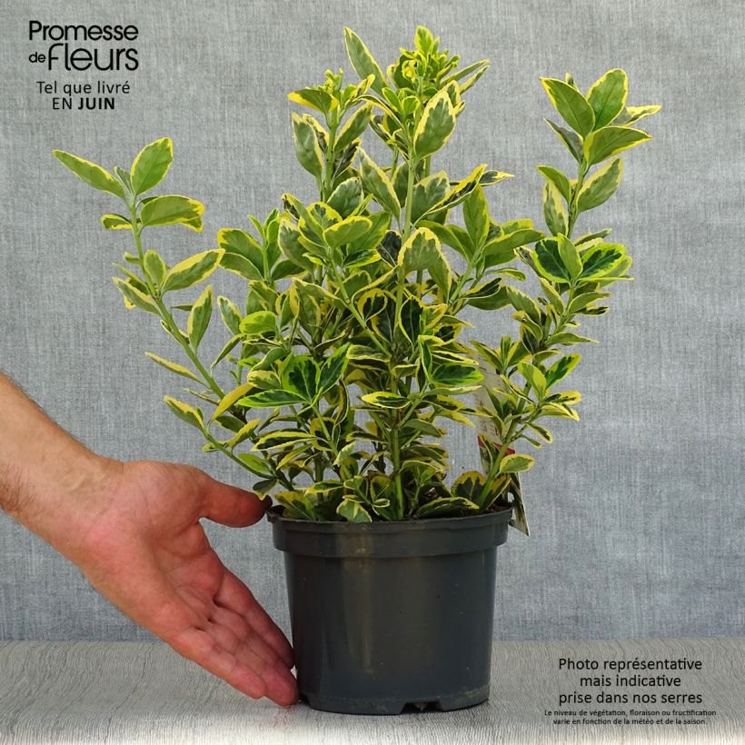Spécimen de Euonymus japonicus Ovatus Aureus (Marieke) - Fusain du Japon Pot de 2L/3L tel que livré en été