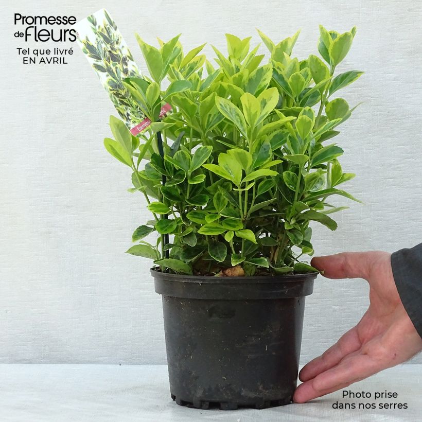 Spécimen de Euonymus japonicus Ovatus Aureus (Marieke) - Fusain du Japon Pot de 2L/3L tel que livré au printemps