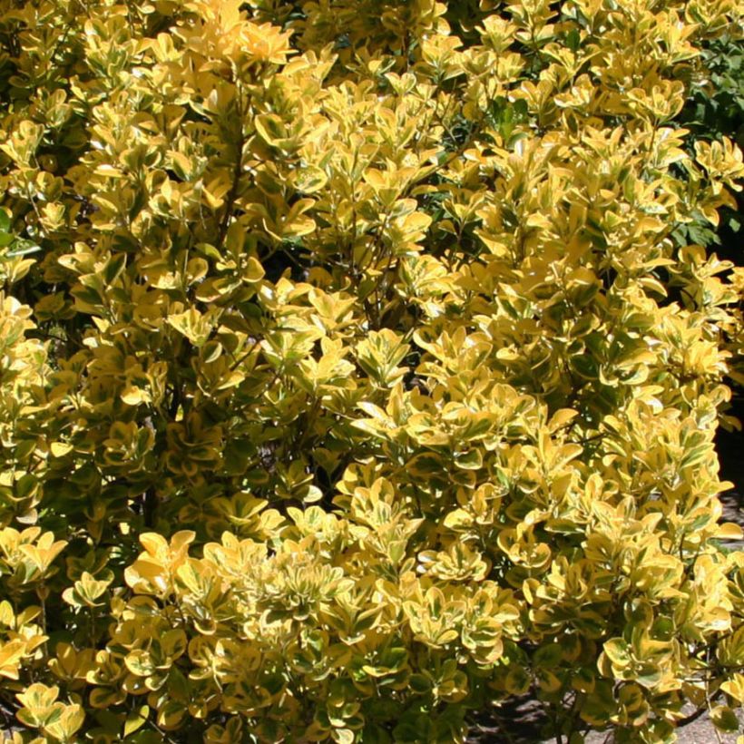 Euonymus japonicus Ovatus Aureus (Marieke) - Fusain du Japon (Feuillage)