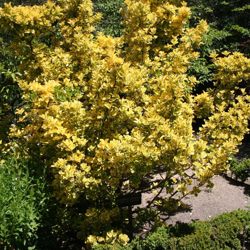 Euonymus japonicus Ovatus Aureus (Marieke) - Fusain du Japon (Port)