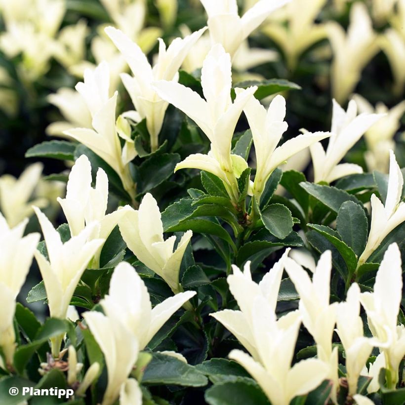 Euonymus japonicus Paloma Blanca - Fusain du Japon (Feuillage)