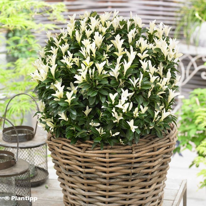 Euonymus japonicus Paloma Blanca - Fusain du Japon (Port)