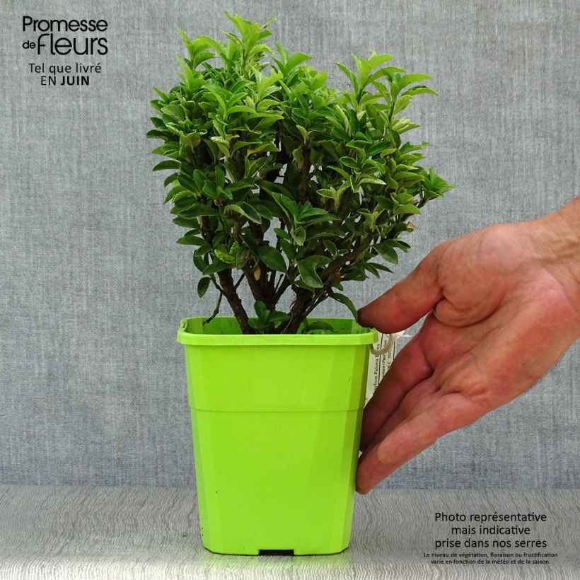 Spécimen de Euonymus japonicus Paloma Blanca - Fusain du Japon Pot de 1,5L/2L tel que livré en été